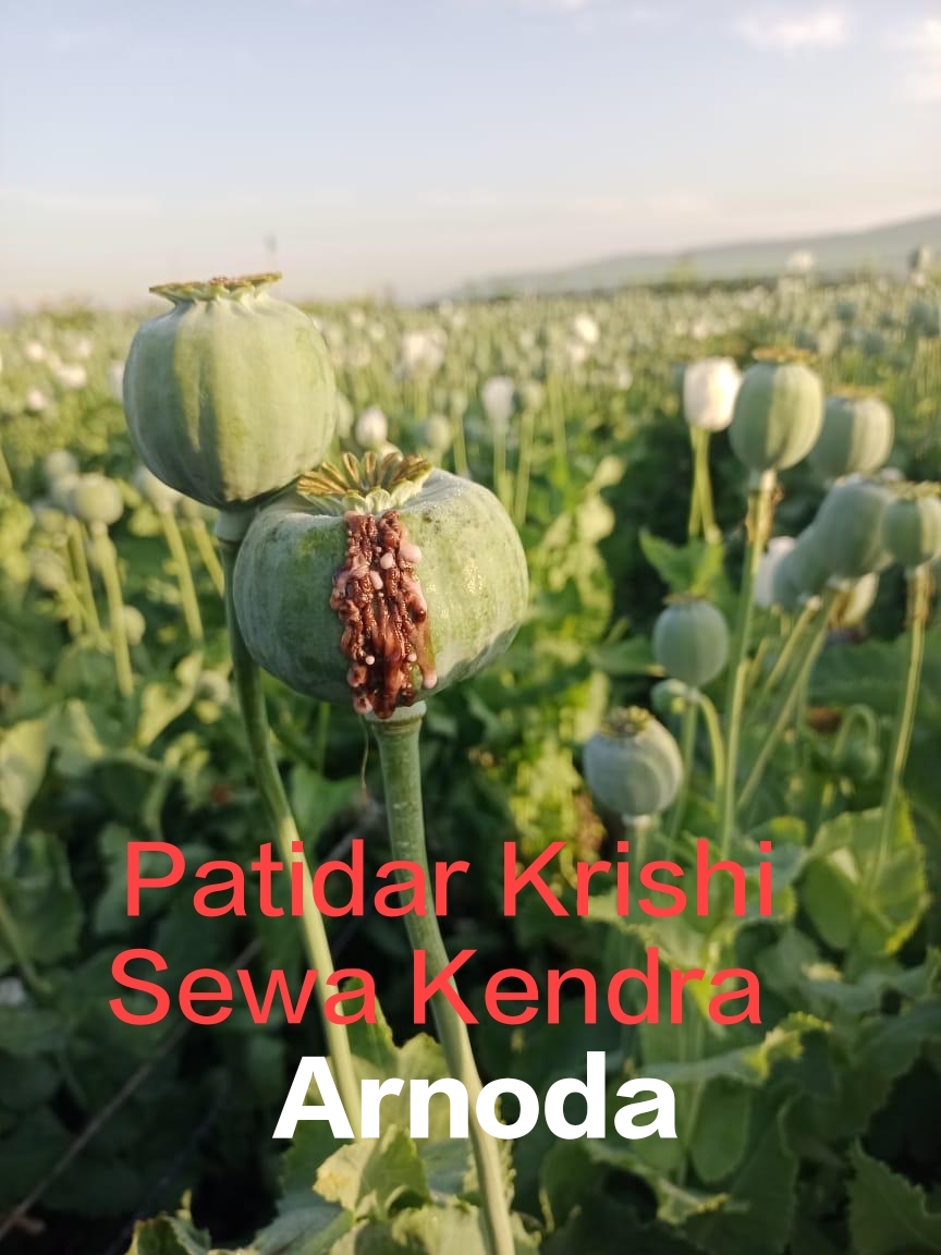 Patidar beej bhandar arnoda, dharmendra patidar arnoda, Dharmu patidar arnoda, daram patidar arnoda, Patel sab arnoda, dharmendra Patel arnoda, Patel arnoda, पाटीदार कृषि सेवा केंद्र अरनोदा,  पाटीदार बीज भंडार अरनोदा, धर्मेंद्र पाटीदार अरनोदा, धरमू पाटीदार अरनोदा, धरम पाटीदार अरनोदा, पटेल साब अरनोदा, धर्मेंद्र पटेल अरनोदा, पटेल अरनोदा, बीज भंडार अरनोदा, बीज की दुकान अरनोदा, beej bhandar arnoda,